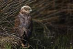 Saz delicesi / Circus aeruginosus / Western marsh-harrier 